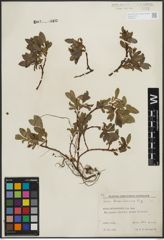 Foto von Salix kitaibeliana Willd.